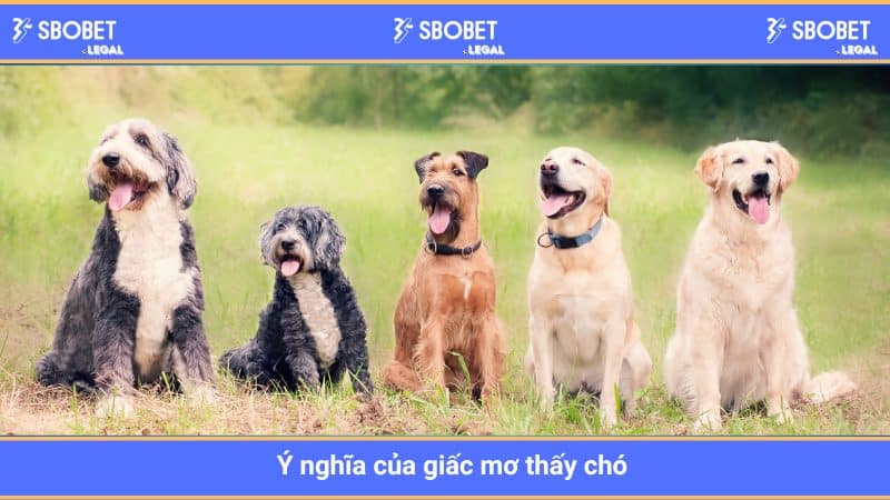 Ý nghĩa của giấc mơ thấy chó 