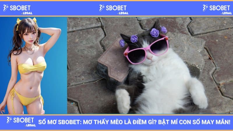 Sổ mơ SBOBET: Mơ thấy mèo là điềm gì? Bật mí con số may mắn!
